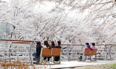 궁거랑 벚꽃 절정