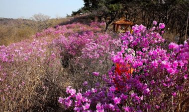 연분홍빛 진달래 보려 오세요