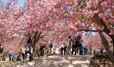 경주 불국 공원 겹벚꽃 만발 환상적인 풍경을 자아내다