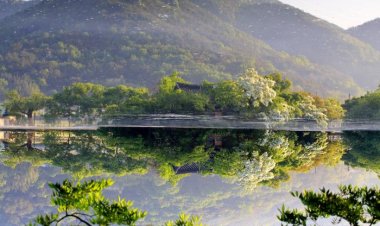 밀양 위양지 이팝꽃 활짝