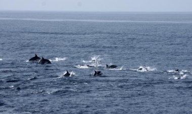 고래바다여행선, 8월 15일 광복절 15번째 참돌고래떼 발견