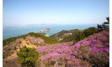 연분홍빛 물결 거제 대금산 진달래