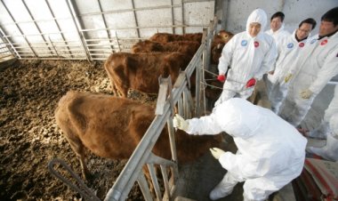 울산시, 구제역 예방 접종 16일 개시