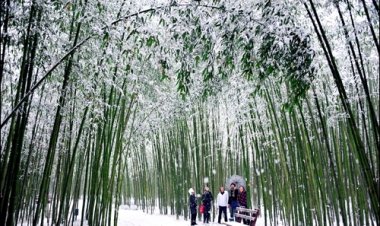 ‘십리대숲 설경’제4회 태화강 전국사진 공모전 금상
