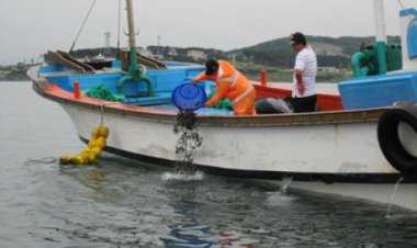 울주군 수산자원 조성위해 말쥐치 방류