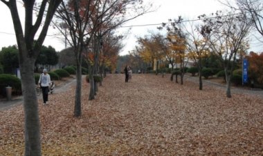 울산체육공원 낙엽 밟으러 오세요!
