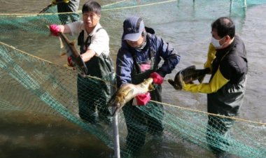 태화강 회귀연어 인공부화 추진