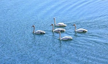 태화강 겨울 철새 개체수 크게 증가