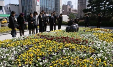 시청 햇빛광장 아름다운 봄향기 느끼세요