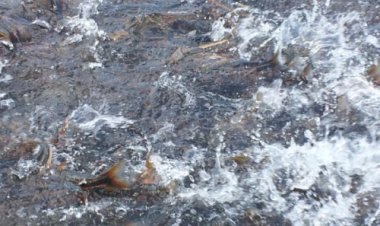 태화강에 황어 수천마리 발견