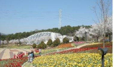 울산대공원에 튤립이 활짝 폈어요