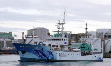 울산 앞바다 ‘고래 천지’