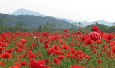 태화강대공원 ‘봄꽃 향연’ 팡파르