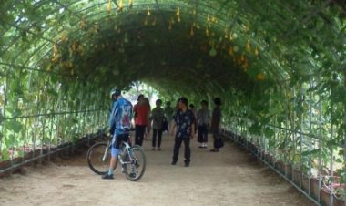 태화강대공원, 상록 덩굴식물 터널 조성