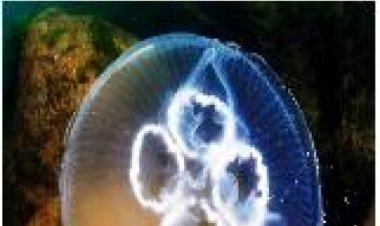 소방본부, 해수욕장 '해파리 출현' 주의