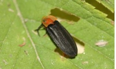 울산시, 늦반딧불이 서식지역 실태조사