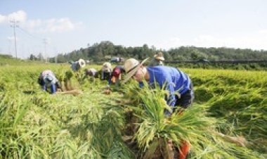 울산시, 태풍 ‘산바’로 쓰러진 벼 세우기 지원