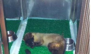 멸종위기종 2급 노랑목도리담비 방사