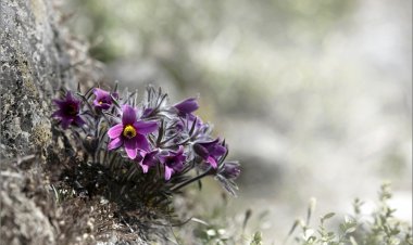 화려한 봄 나들이...