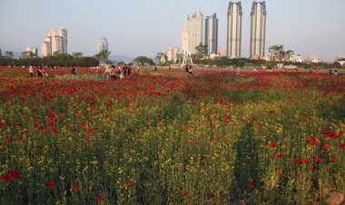 2013년 태화강 봄꽃대향연’팡파르