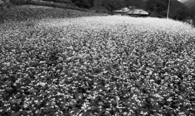 “50년 전 한실마을 기억하세요?”