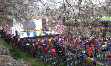 올해 남구 ‘궁거랑 벚꽃 한마당’ 취소키로...