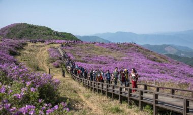 황매산에 진분홍빛 비단이 깔렸다