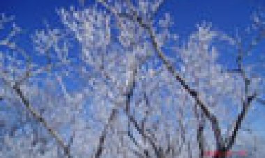 8. 소는 죽어서도 매를 맞는다