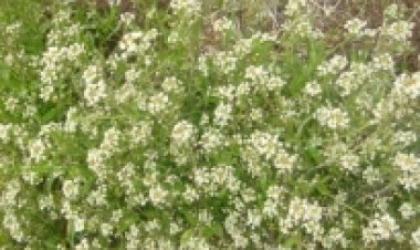 11. 피기는 힘들어도 지기는 쉬운 것은