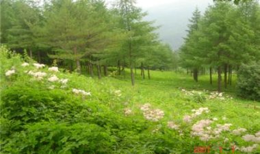 24-1 별들이 내려와 꽃이 된 고개