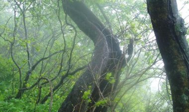 <연재>조관형의 백두대간(32) - 흉고직경이라는 단어를 아시는지요