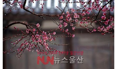 설중매는 어디로.....