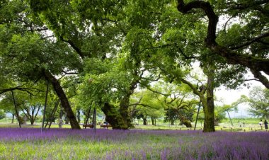성주 성 밖에 ‘숲’ 보랏빛 꽃을 피우는  맥문동