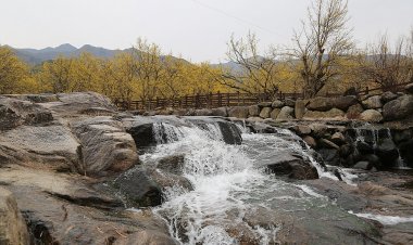 구례 산동마을 산수유