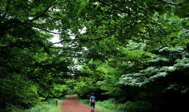 제주도 사려니 숲길에서