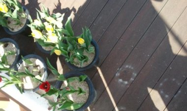 십리대밭교 위 화분도난