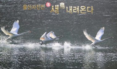 울산시, 울산야생조류 현장 기록 화보집 발간