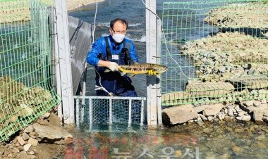 태화강 연어 고향으로 돌아왔다