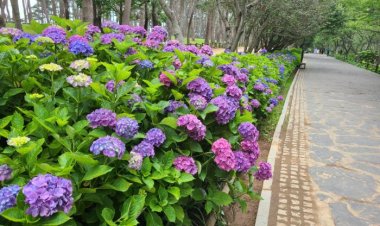 “여름 수국 보러 대왕암공원에 오세요”