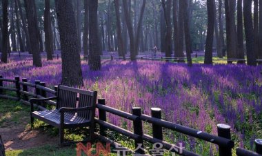 대왕암공원에 여름꽃 맥문동 활짝