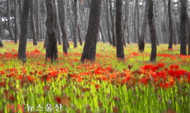 동구 대왕암공원 가을 전령사 꽃무릇 개화 시작
