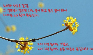 경북 의성 화전리 산수유 마을에서 봄을 만나다.