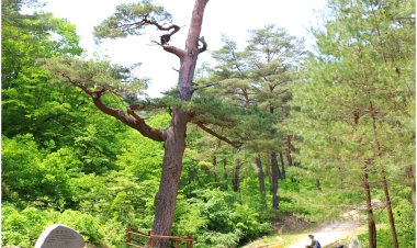 500년 세월의 향기를 품은 울진 금강송 숲길을 걷다.
