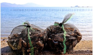 제철 보양식 '굴구이'를 찾아 떠난 경남 사천 여행...,