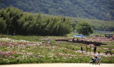 “태화강, 6,000만 송이 봄꽃으로 물들다”