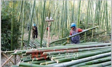 태화강국가정원 십리대밭 태풍피해 복구작업 중