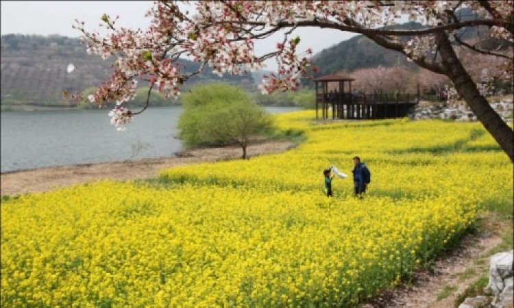선암호수공원의 봄