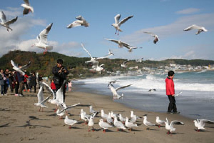 갈매기