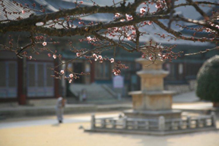 양산 통도사의 봄 전령사 홍매화""