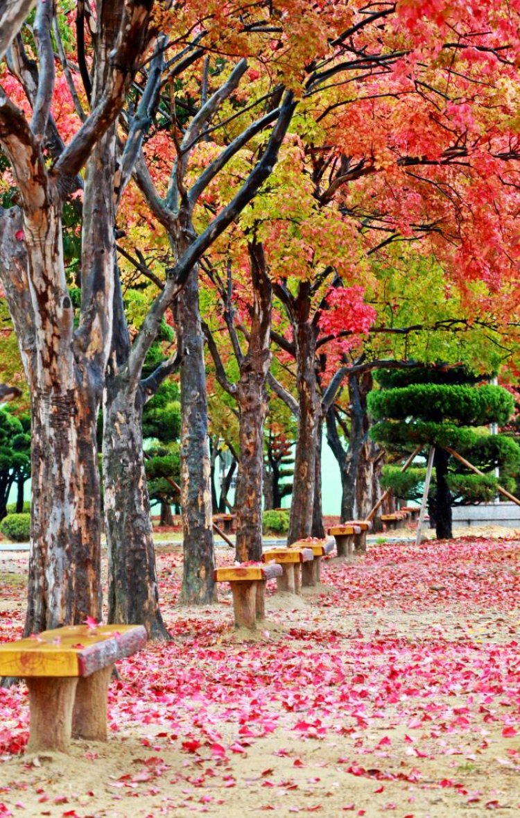 울산공업고등학교 교정의 가을